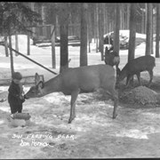 Cover image of 341. Little Don feeding the deer