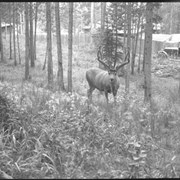 Cover image of Deer (buck)