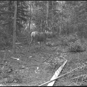 Cover image of Deer (buck)