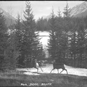 Cover image of 340. Running deer (156)