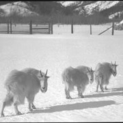 Cover image of The three wise goats