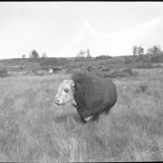 Cover image of Buffalo calf