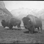 Cover image of 2 buffalo
