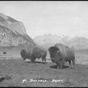 Cover image of Two buffalo