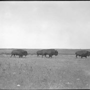 Cover image of Herd of buffalo, Wainwright
