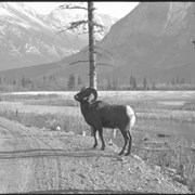 Cover image of Young ram : [mountain sheep]