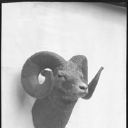Cover image of Mounted sheep head/s