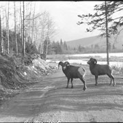 Cover image of 586. Two big horn sheep