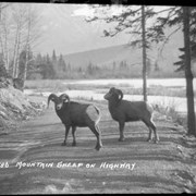 Cover image of 586. Mountain sheep on hwy