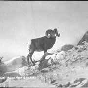 Cover image of 626. Rocky Mountain Sheep, ram