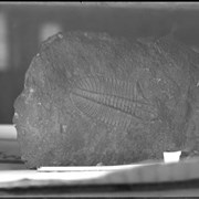 Cover image of Fossil, trilobite