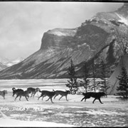 Cover image of Banff Winter Carnival, dog derby