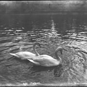 Cover image of 471. Swans
