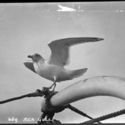 Cover image of 468. Sea gulls