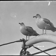 Cover image of 469. Sea gulls
