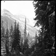 Cover image of 31. Rogers Pass & Glacier