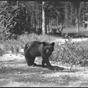 Cover image of Bear