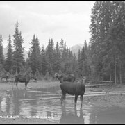 Cover image of 1034. Moose, Banff-Windermere Highway