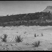Cover image of Animal Paddock and Banff panoramas