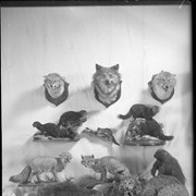 Cover image of Taxidermy displays - George Luxton photographs