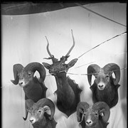 Cover image of Hunting trophy heads