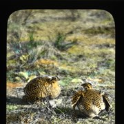 Cover image of [Prairie Chicken]