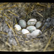 Cover image of Wild Goose nest