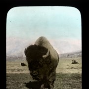 Cover image of Buffalo, Banff National Park