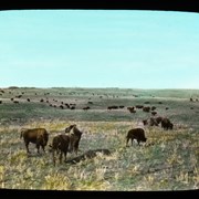 Cover image of Buffalo, Buffalo National Park