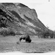 Cover image of [Buffalo, Banff Animal Paddock]