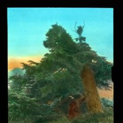 Cover image of [Man with trunk of Douglas Fir]