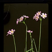 Cover image of Primula Maccalliana