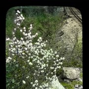 Cover image of Saskatoonberry in bloom