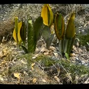 Cover image of Western Skunk Cabbage