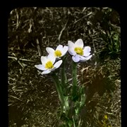 Cover image of Alpine Anemone