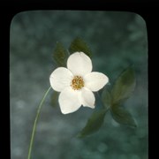 Cover image of Single Dogwood flower