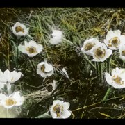 Cover image of Alpine White Anemone