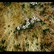 Cover image of Alpine Marsh Marigold