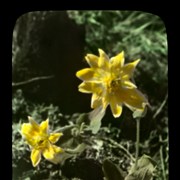 Cover image of Arnica