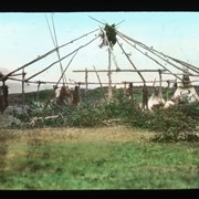 Cover image of Erecting the Sun dance lodge at Morley for Sun dance