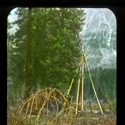 Cover image of Teepee Poles and Willow Sticks twisted in shape for Steam Bath
