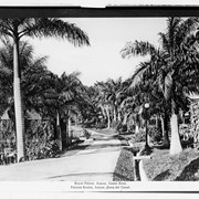 Cover image of Royal Palms, Ancon, Canal Zone, Palmas Reales, Ancon, Zona del Canal.
