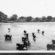 Cover image of [Cattle crossing water]