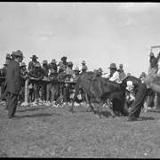 Cover image of Banff Indian Days - judge on white horse. Man is biting horse's ear to keep it still.