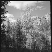 Cover image of Along Banff-Jasper Highway