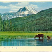 Cover image of Moose and calf