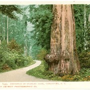 Cover image of Driveway in Stanley Park, Vancouver, B.C.
