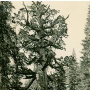 Cover image of [untitled - Grizzly Giant, a sequoia tree in the Yosemite National Park?]
