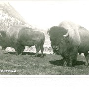 Cover image of Buffalo