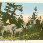 Cover image of Mountain Sheep or Big Horn, Banff National Park